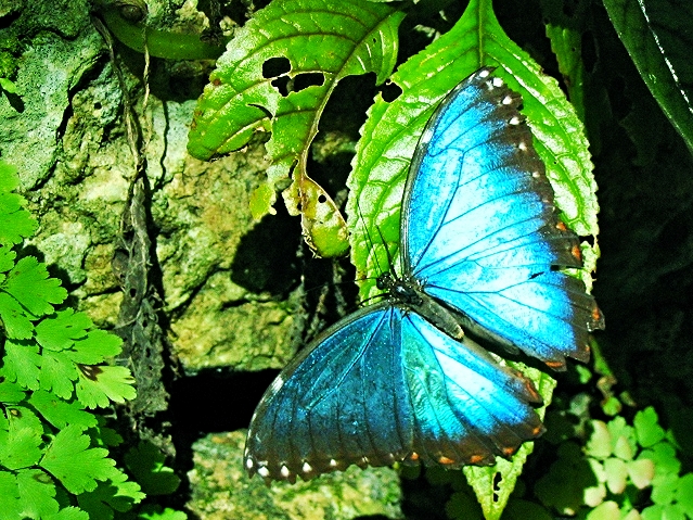 Blue Morpho Butterfly - Belize Vacation Packages - SabreWing Travel - Photo by David Berg