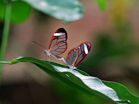 Glass Wing Butterfly - Belize Vacation Packages - SabreWing Travel - Photo by David Berg