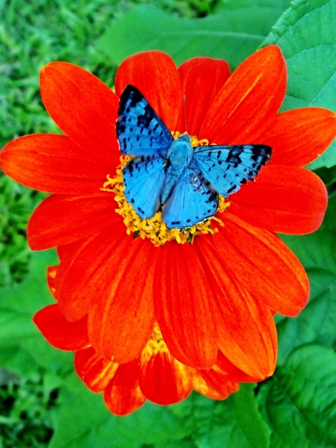 Moth Sp. Belize Butterfly - Belize Vacation Packages - SabreWing Travel - Photo by David Berg