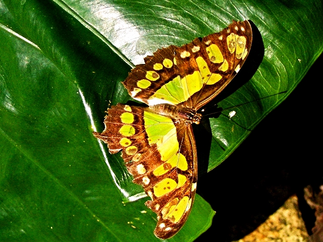 Malachite Butterfly - Belize Vacation Packages - SabreWing Travel - Photo by David Berg