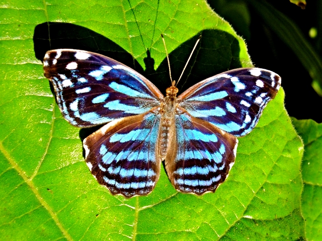 Mexican Blue Wing Butterfly - Belize Vacation Packages - SabreWing Travel - Photo by David Berg