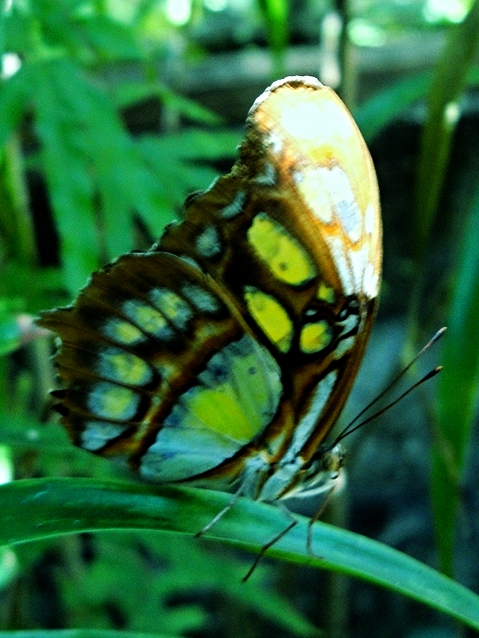 Malachite Butterfly - Belize Vacation Packages - SabreWing Travel - Photo by David Berg