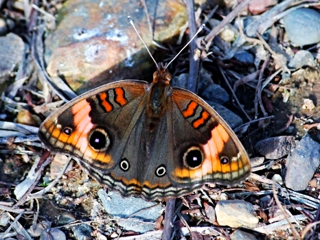 Belize Butterfly - Belize Vacation Packages - SabreWing Travel - Photo by David Berg