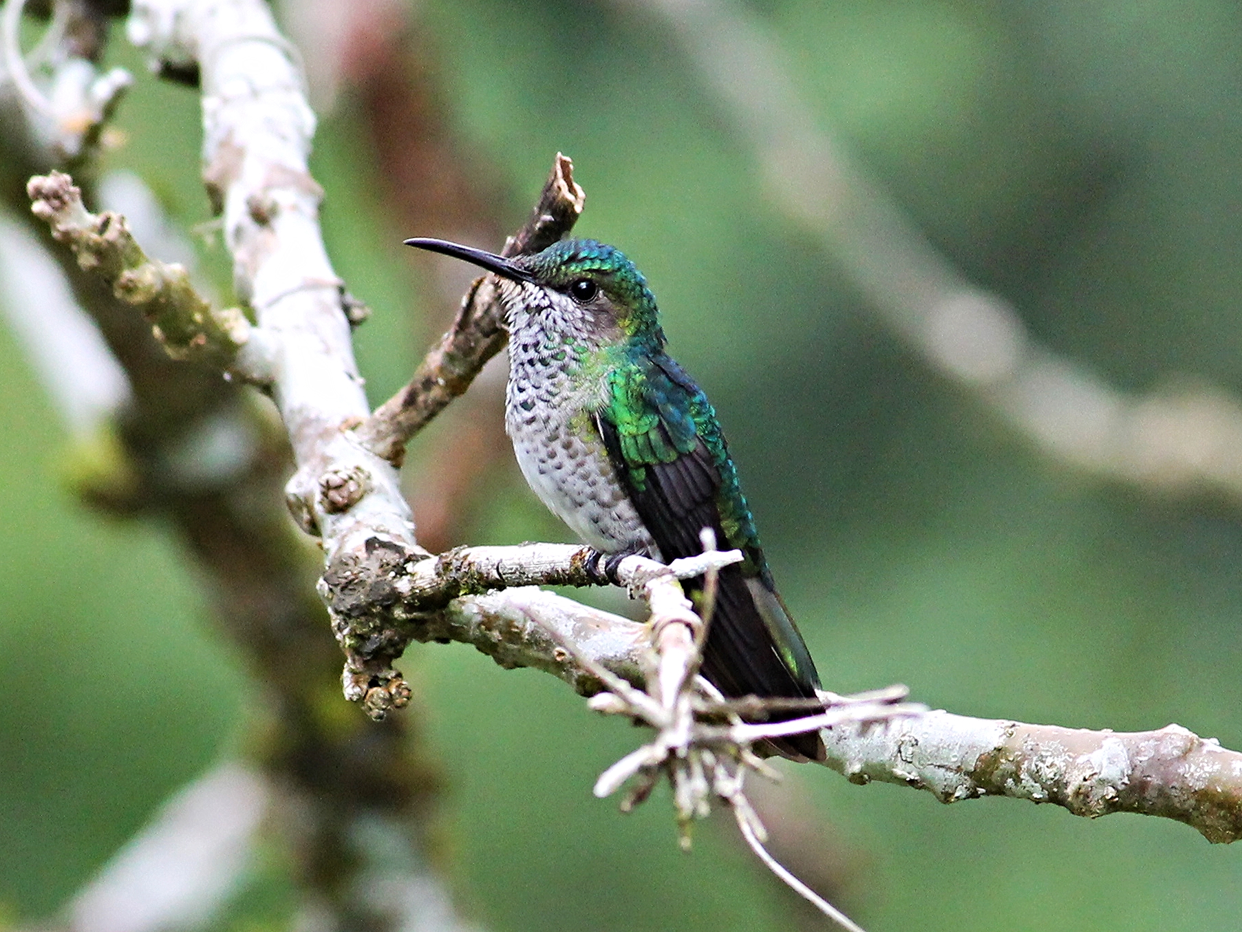 A female White-Necked Jacobin takes a rare break from constant motion