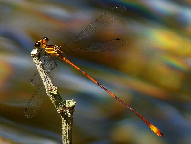 A damselfly takes a rest