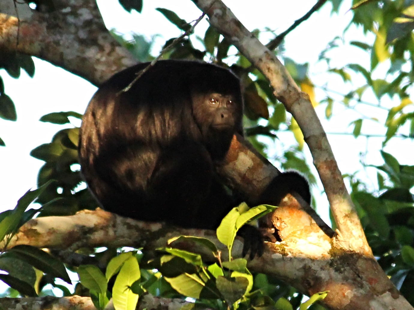 A Howler Monkey peers into the sunset at Pook's Hill Lodge