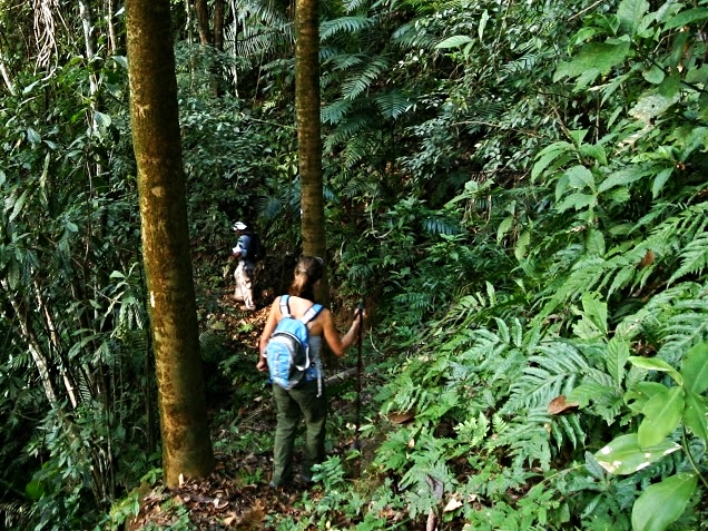 Guided hikes at the Jungle Lodges bring you up-close to nature