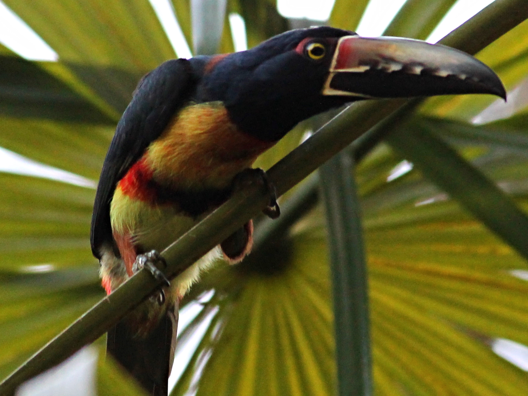A Collared Aracari prepares for flight at Pook's Hill Lodge