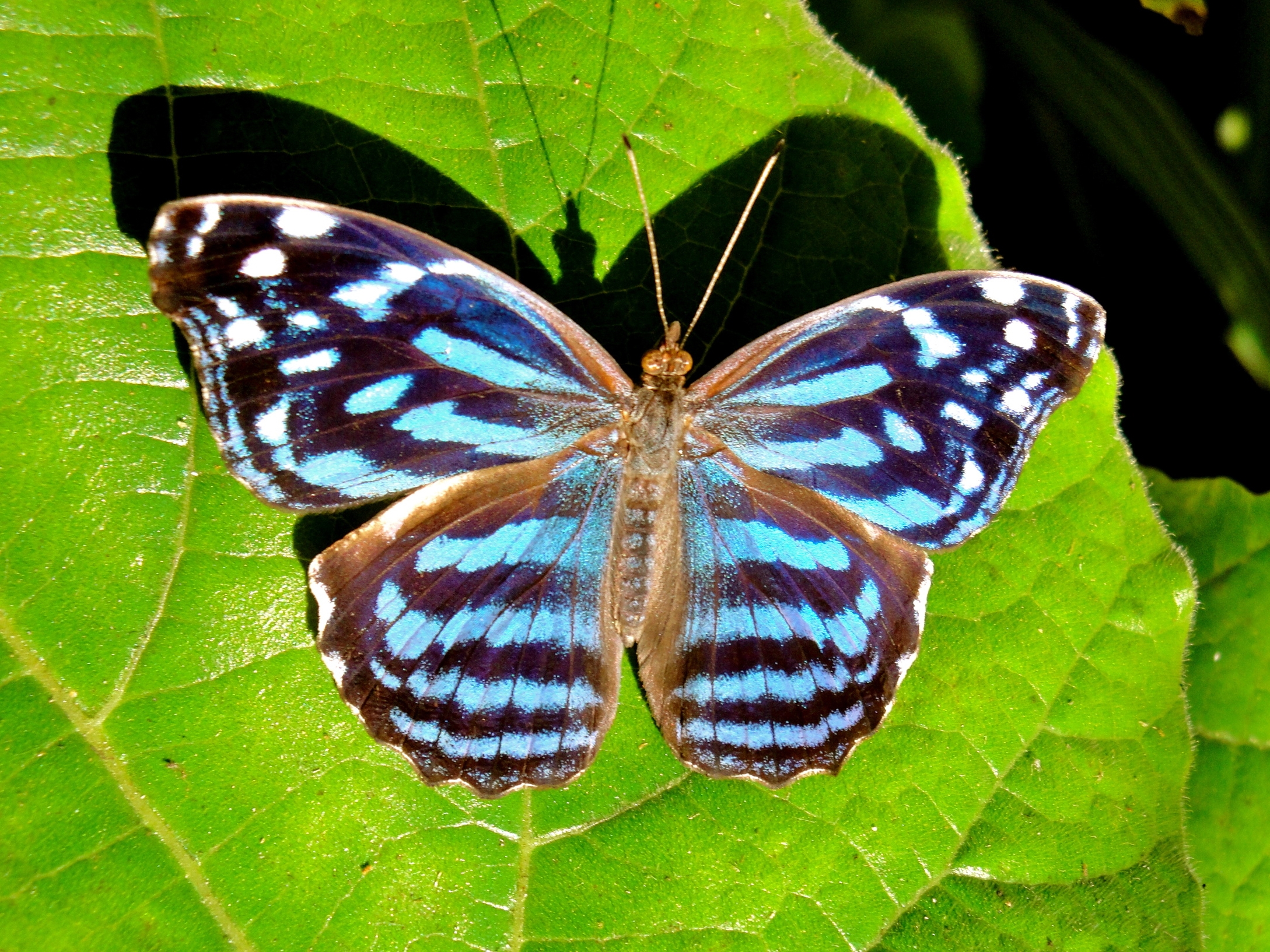 A Blue Mexican Butterfly warms its wings at the Green Hills Butterfly Farm