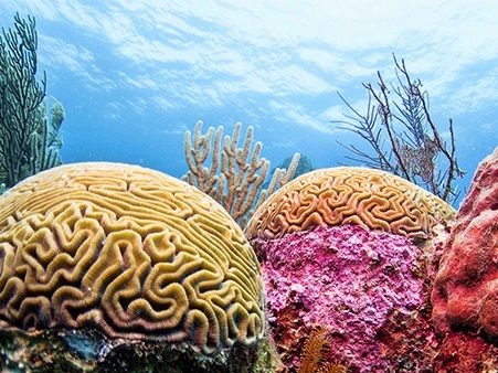 Brain coral in the underwater gardens near the Silk Cayes