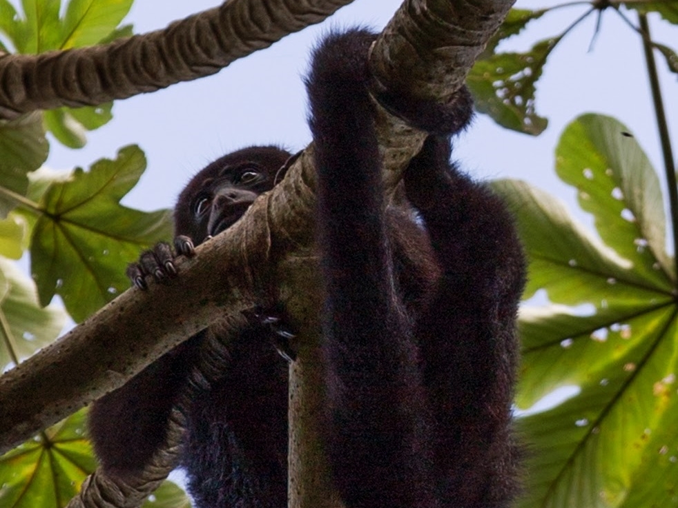 A Mexican Black Howler Monkey rests in a Cecropia Tree