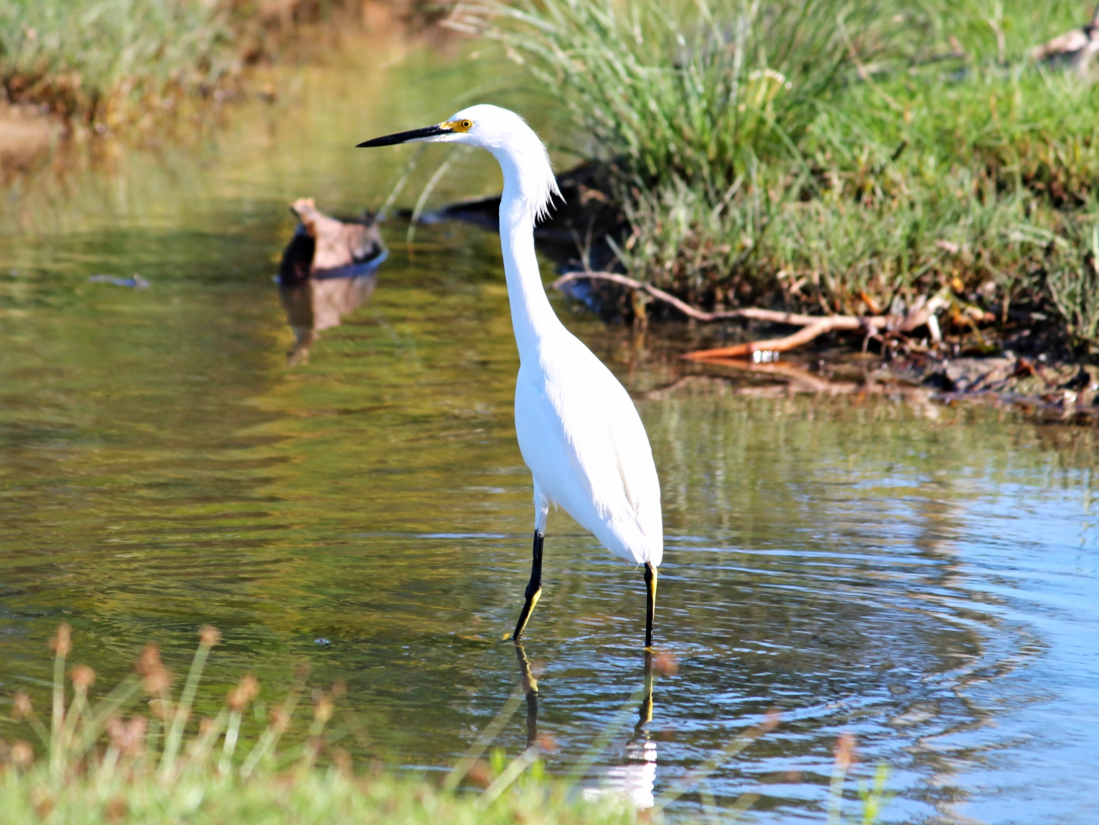 A Great Egret works the shallows in search of frogs and fish