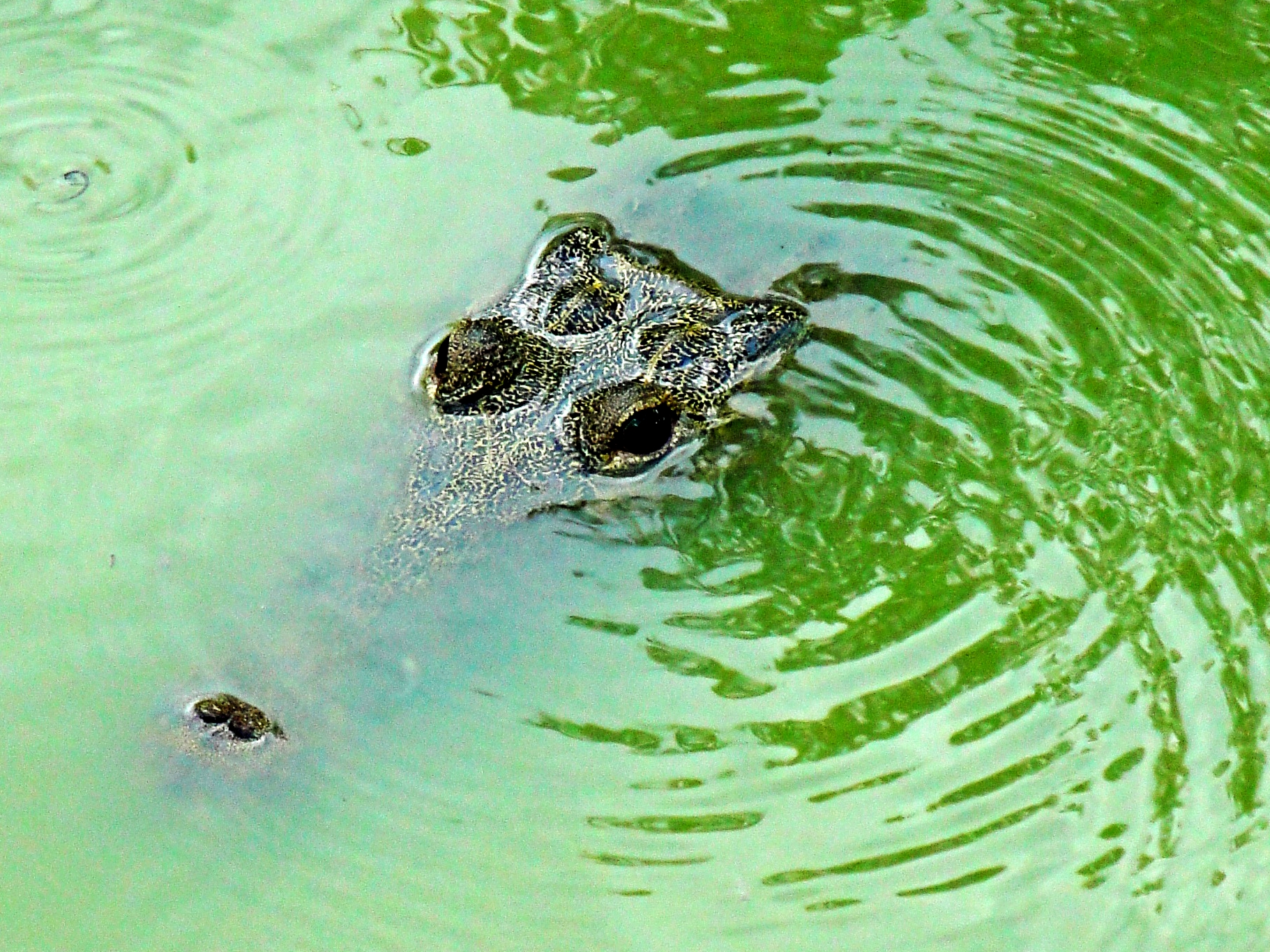 A Morlet's Crocodile comes to the surface for air