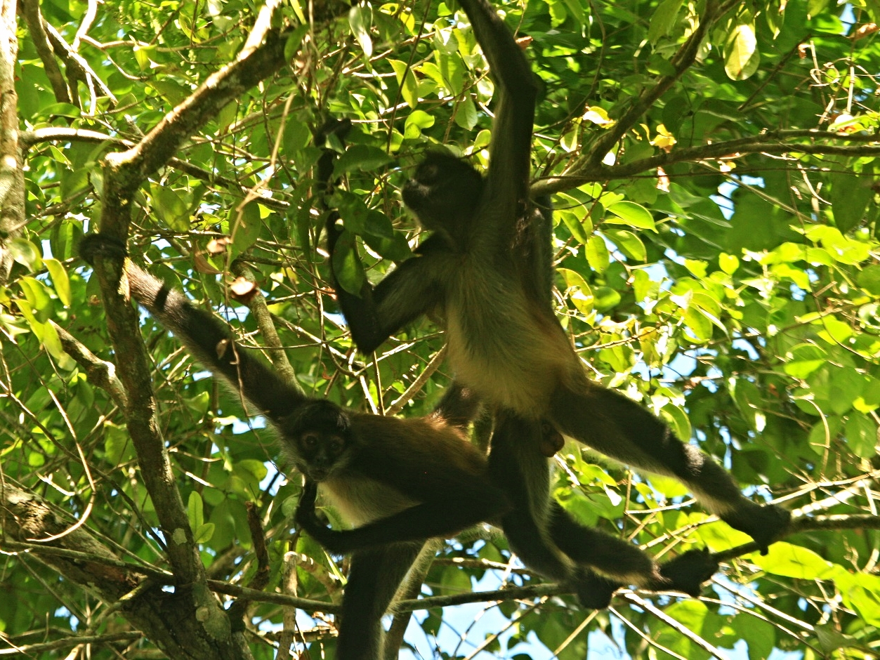 Spider Monkeys in the Rio Bravo Conservation Area