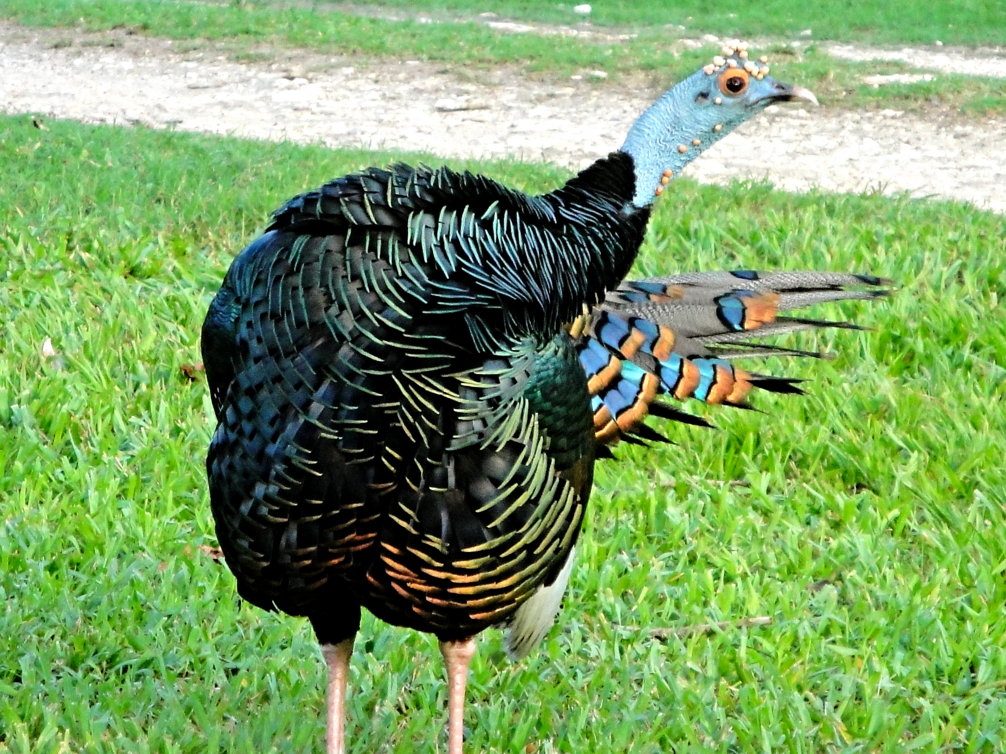 An Ocellated Turkey strikes a pose