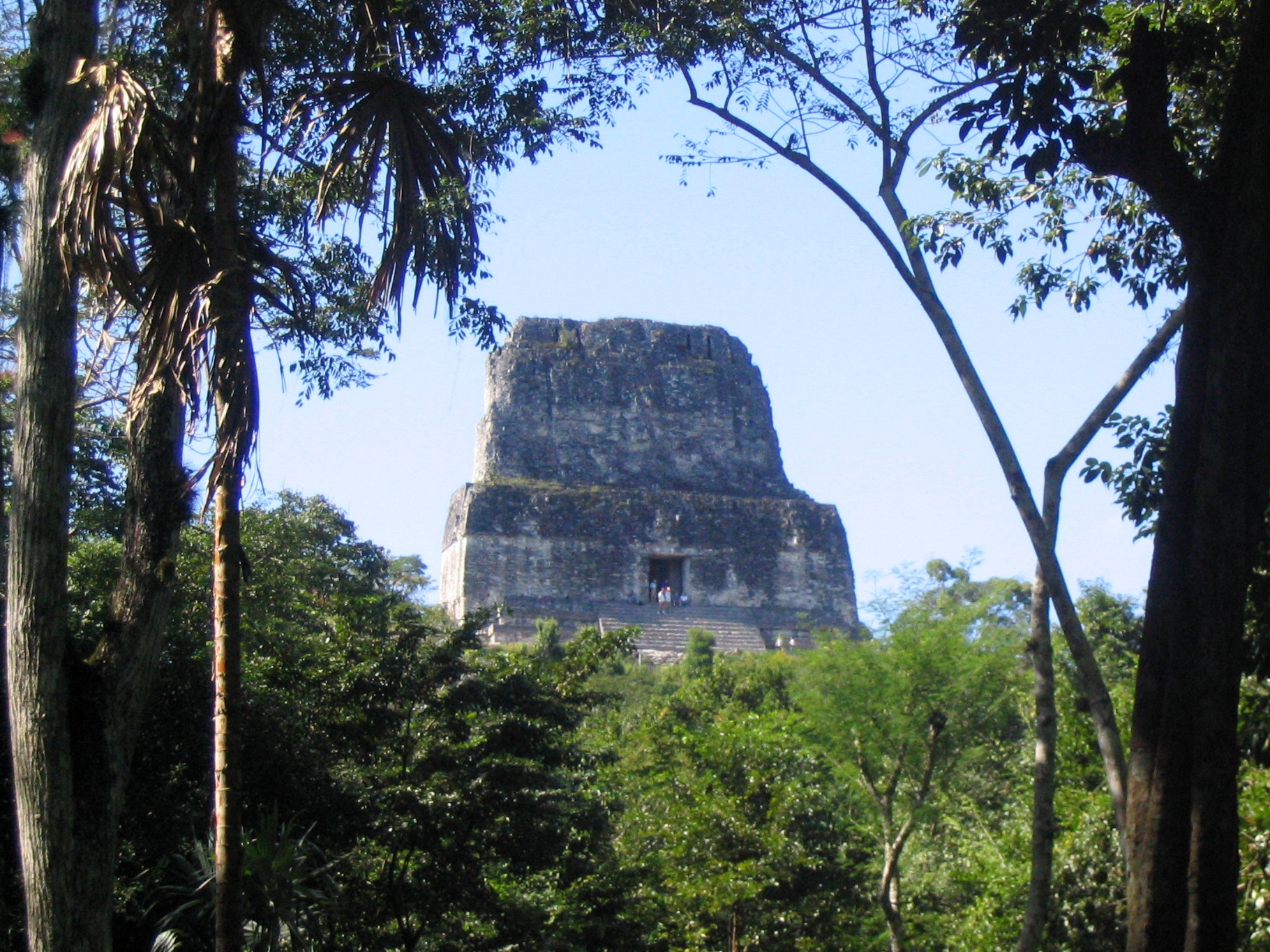 The top of Temple IV is just visible through the canopy as one looks up from below
