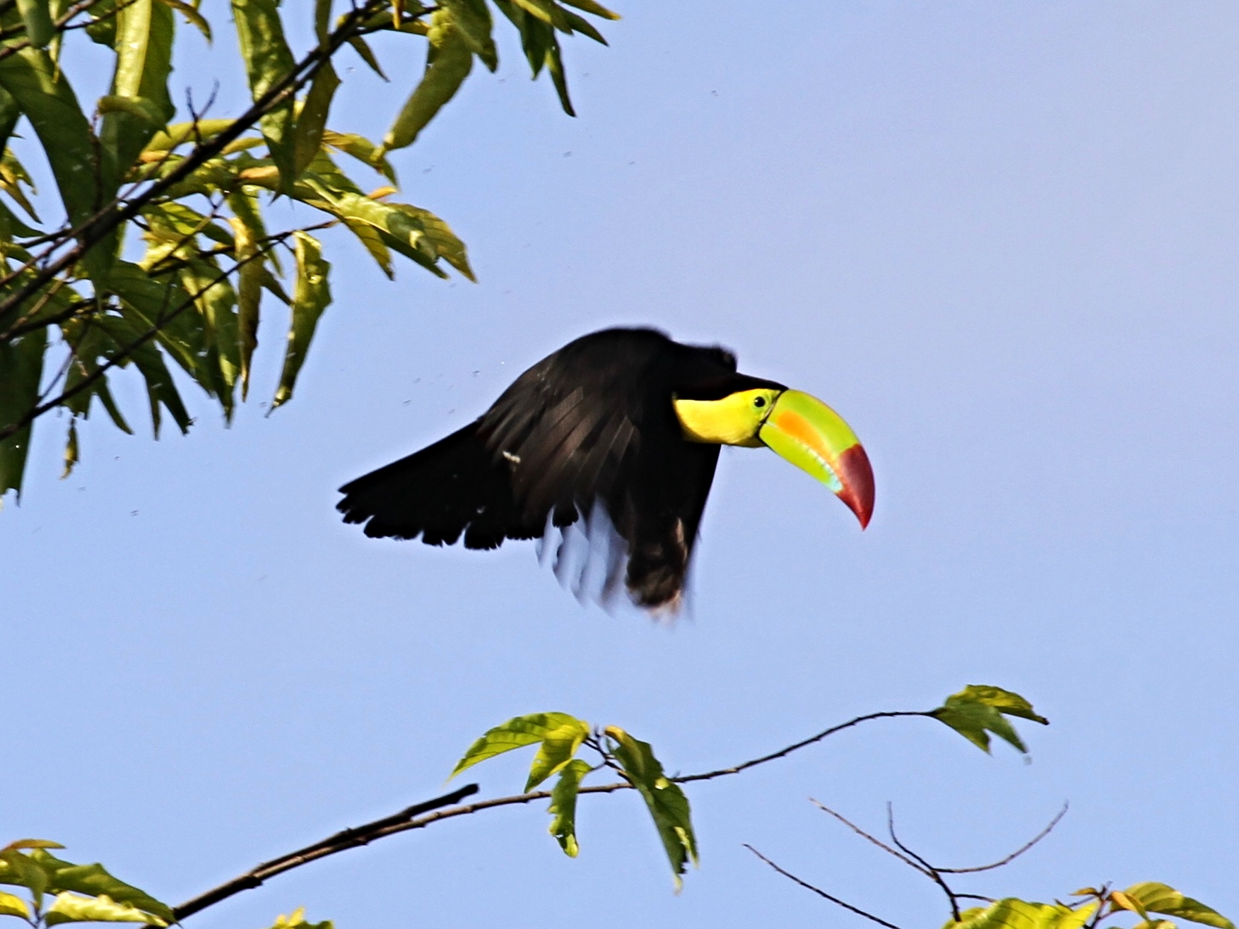 A Keel-Billed Toucan soars through the trees in the morning light