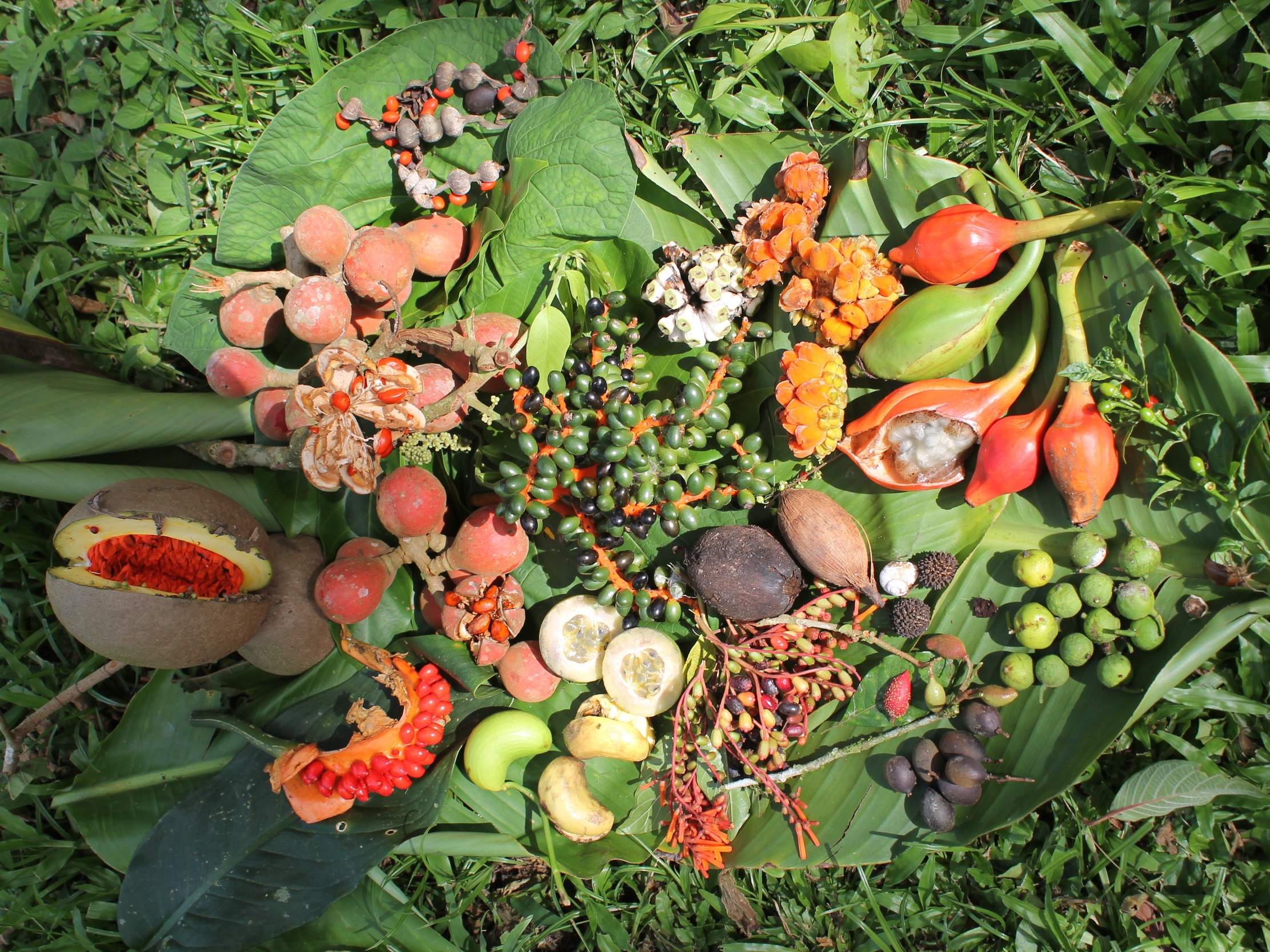 A cornucopia of forest products harvested from the jungle