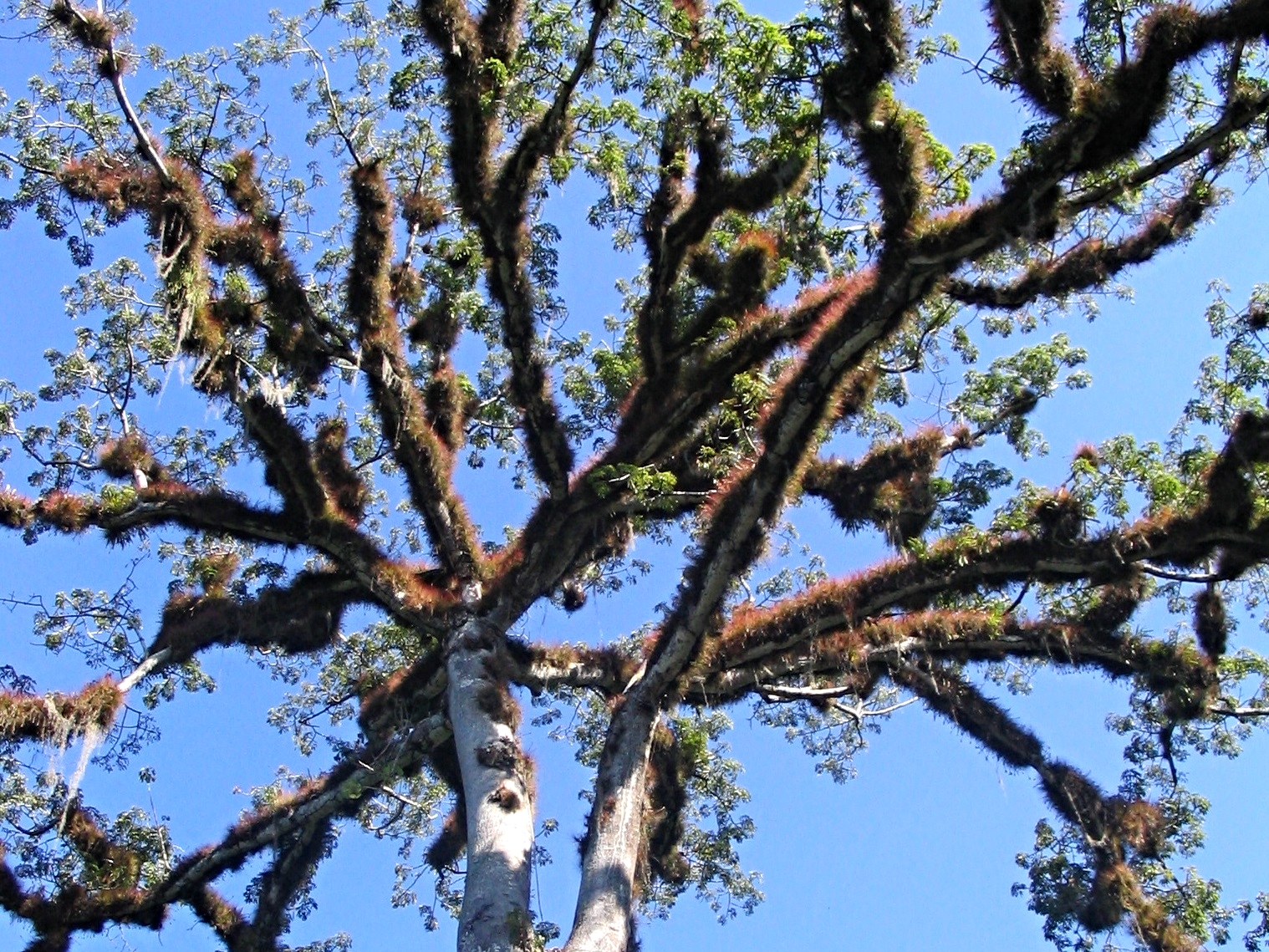 The Ceiba Tree is sacred to Maya people and among the tallest trees in the forest