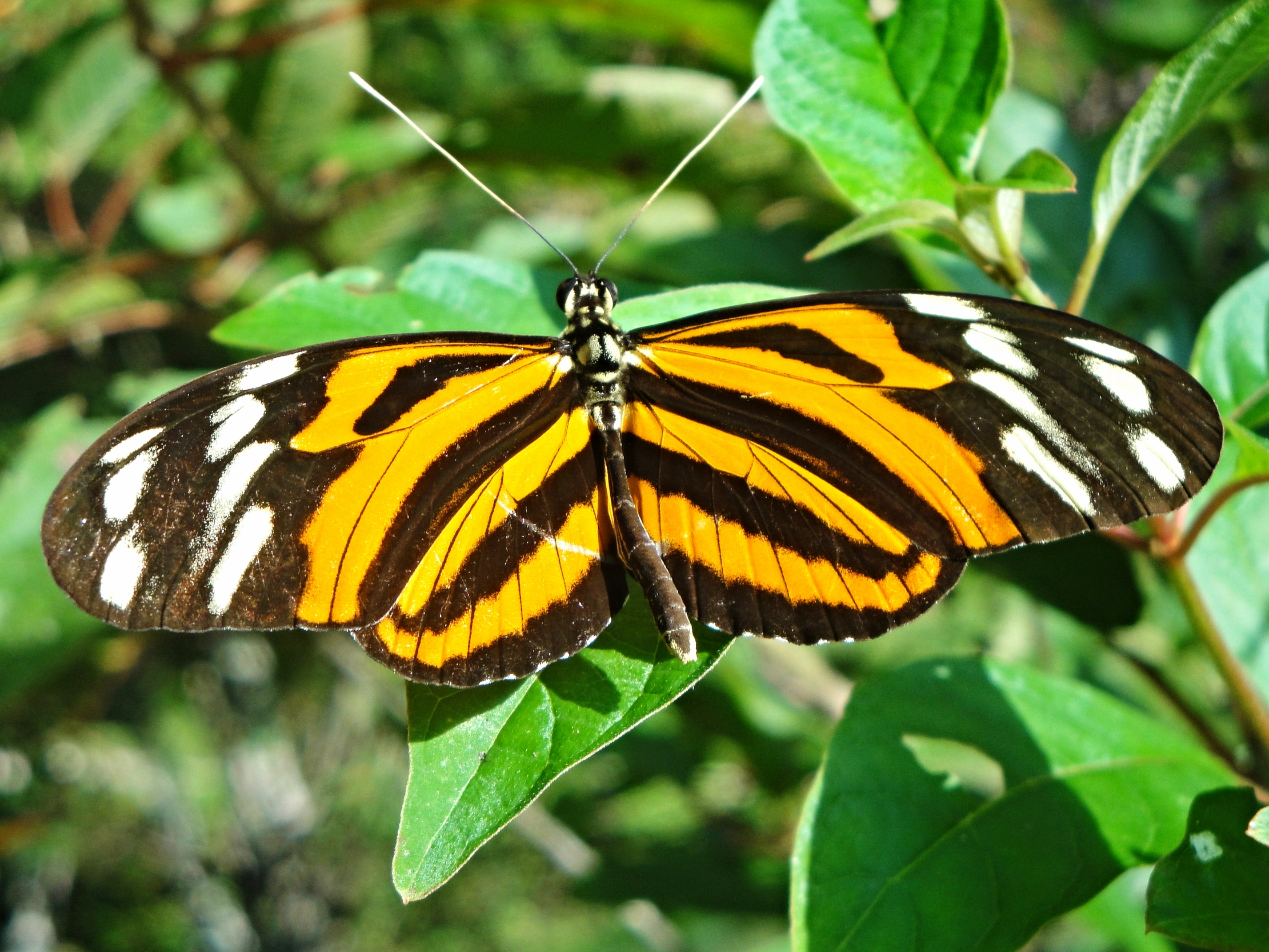A Heleconia-type Butterfly works the flowers along the forest edges