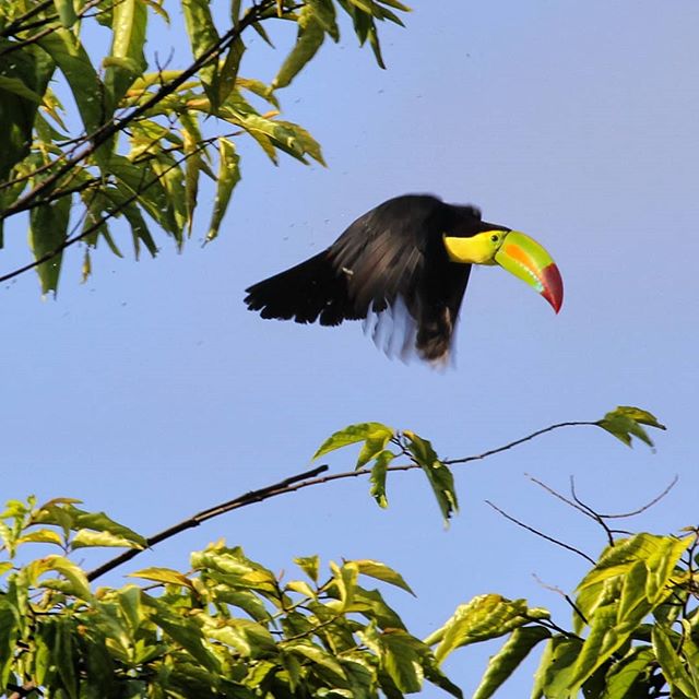Sightings of these guys are just a regular daily occurrence here in Belize! #keelbilledtoucan
.
.
.
#Belize #toucan #tucan #rainforest #bird #birding #birdwatching #Sabrewingtravel #adventure #vacation #caribbean #travel #nature #naturephotography #w