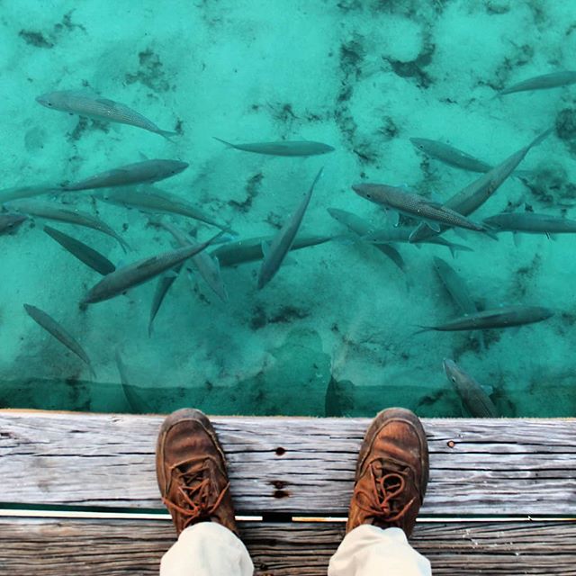 Bonefish don't mind the rain. Come score a grand slam in #Belize and take advantage of low season discounts at the best resorts!
.
.
.
#fishing #bonefish #flyfishing #flatsfishing #beach #grandslam #catchandrelease  #thatchcaye #island #beachvilla #l