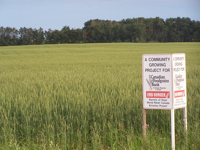  Goodeve wheat, 2011. 