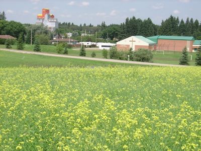  Canola is being grown next to Norquay (Saskatchewan) Covenant Church to raise funds for aid in Sudan, 2010. 