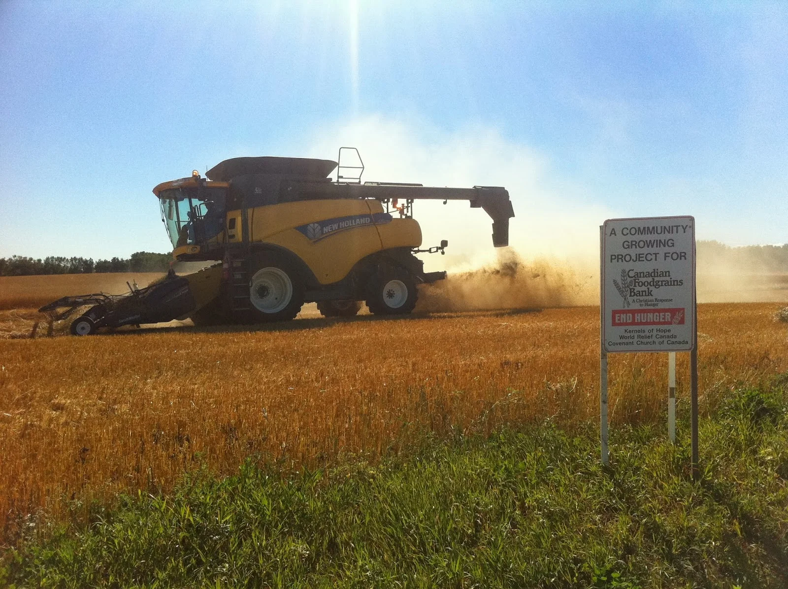 The VanBurgsteden's wheat harvest in Kinistino near Melfort, SK, 2013.