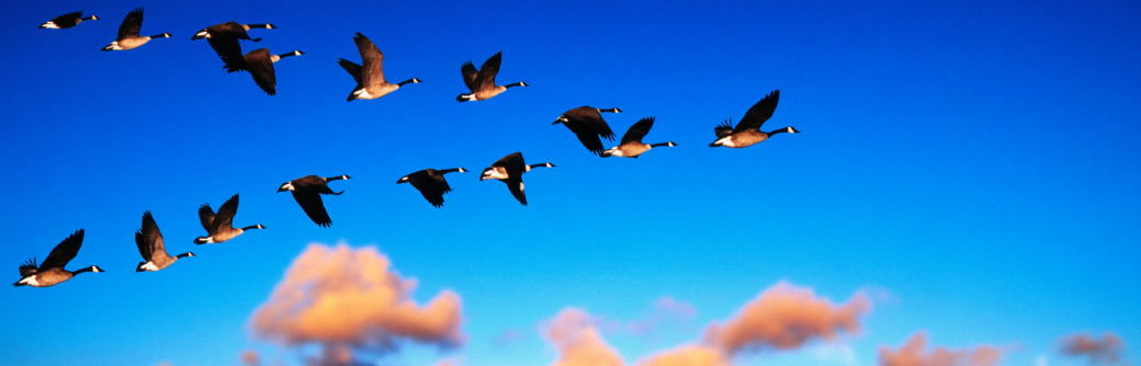 Neil Josephson Award