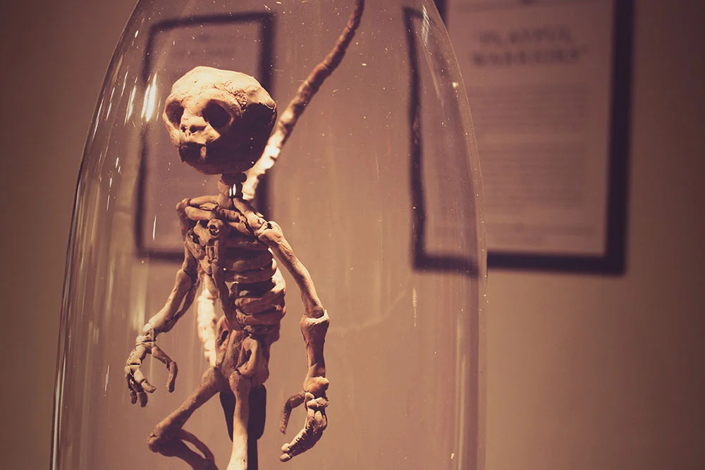 jkdc_moah-gallery_creature_sm.jpg