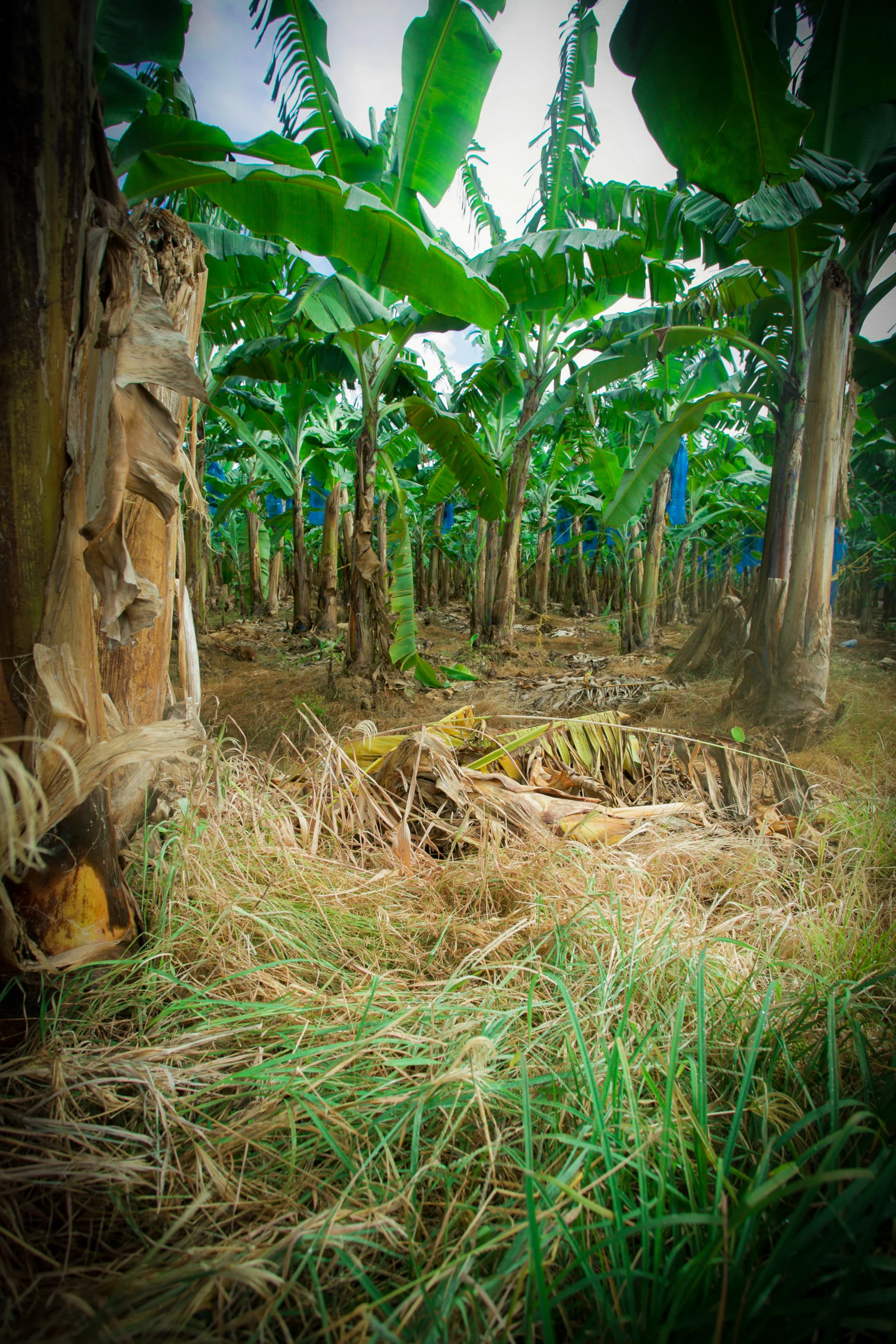 Bananas are one of the main staple exports of St Lucia and you will pass many plantations on route throughout the island showing off the golden fruit. I literally went bananas eating as many as I could get my hands on, they taste so much better than what we get in the states! Photography Courtesy of The Aisle Photography