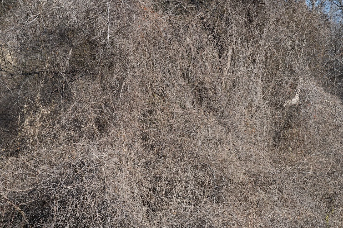 Charity Lake, Missouri. 2025. #missouri #winterlight #loesshills #keepitsimple