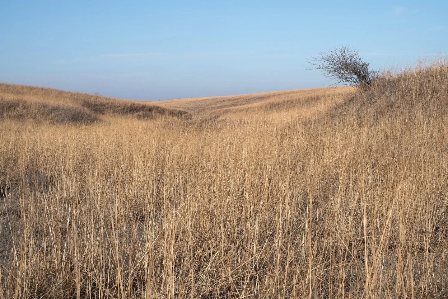 Willa Cather Prairie, Nebraska. 2026. #photography #greatplains #winterlight #revisited #catherland