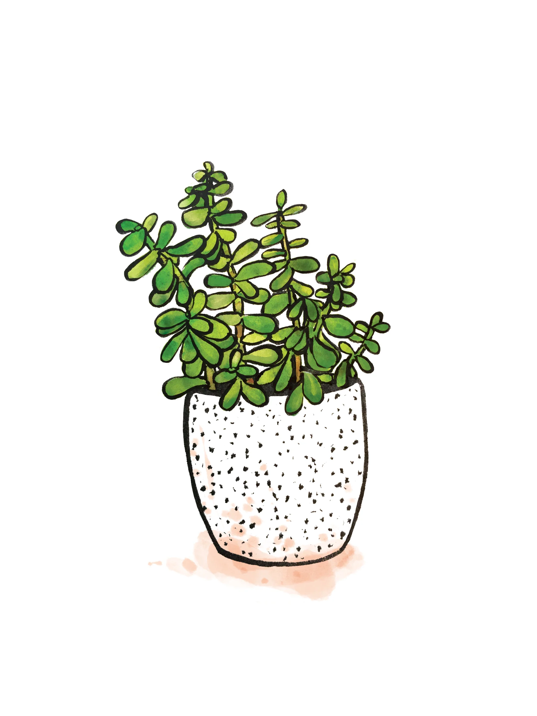 Jade.jpg