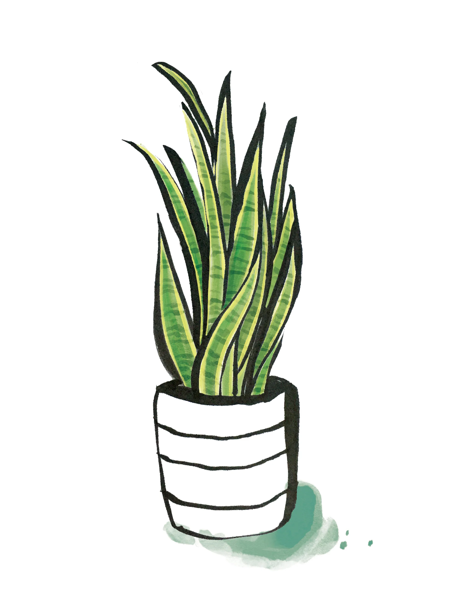 SnakePlant.jpg