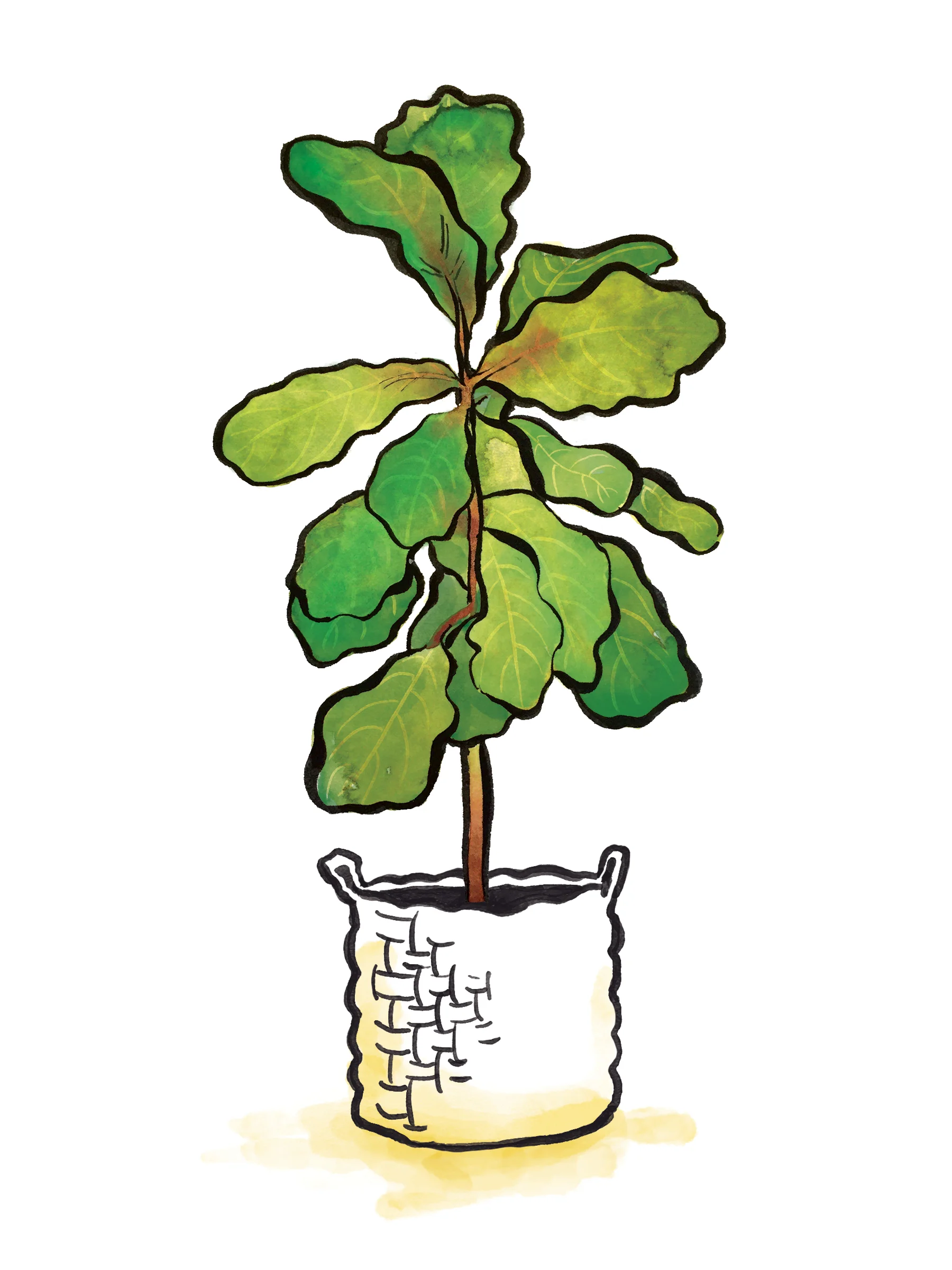 FiddleLeafFig.jpg