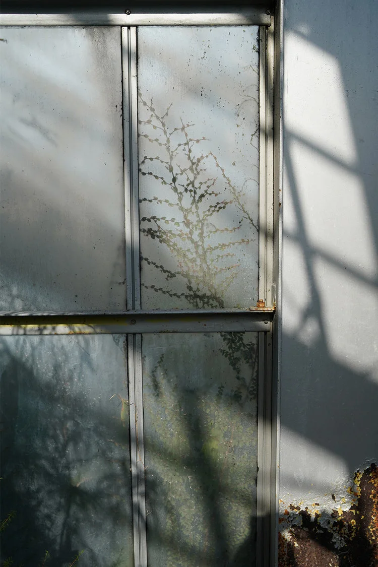 fern-green-house.jpg