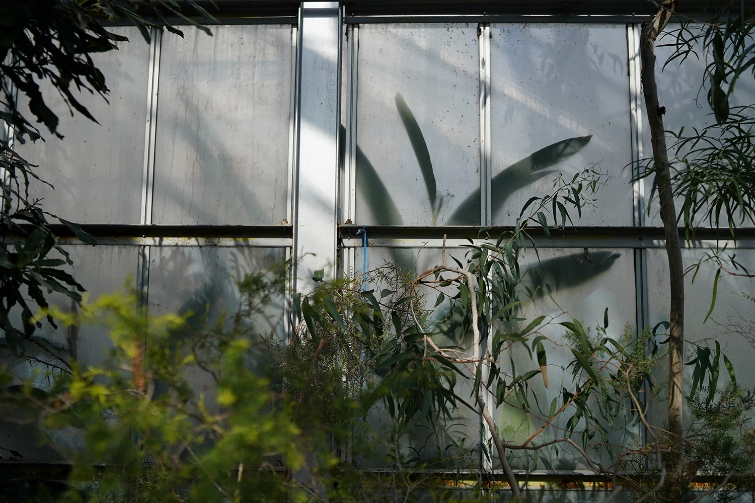 plants-green-house.jpg