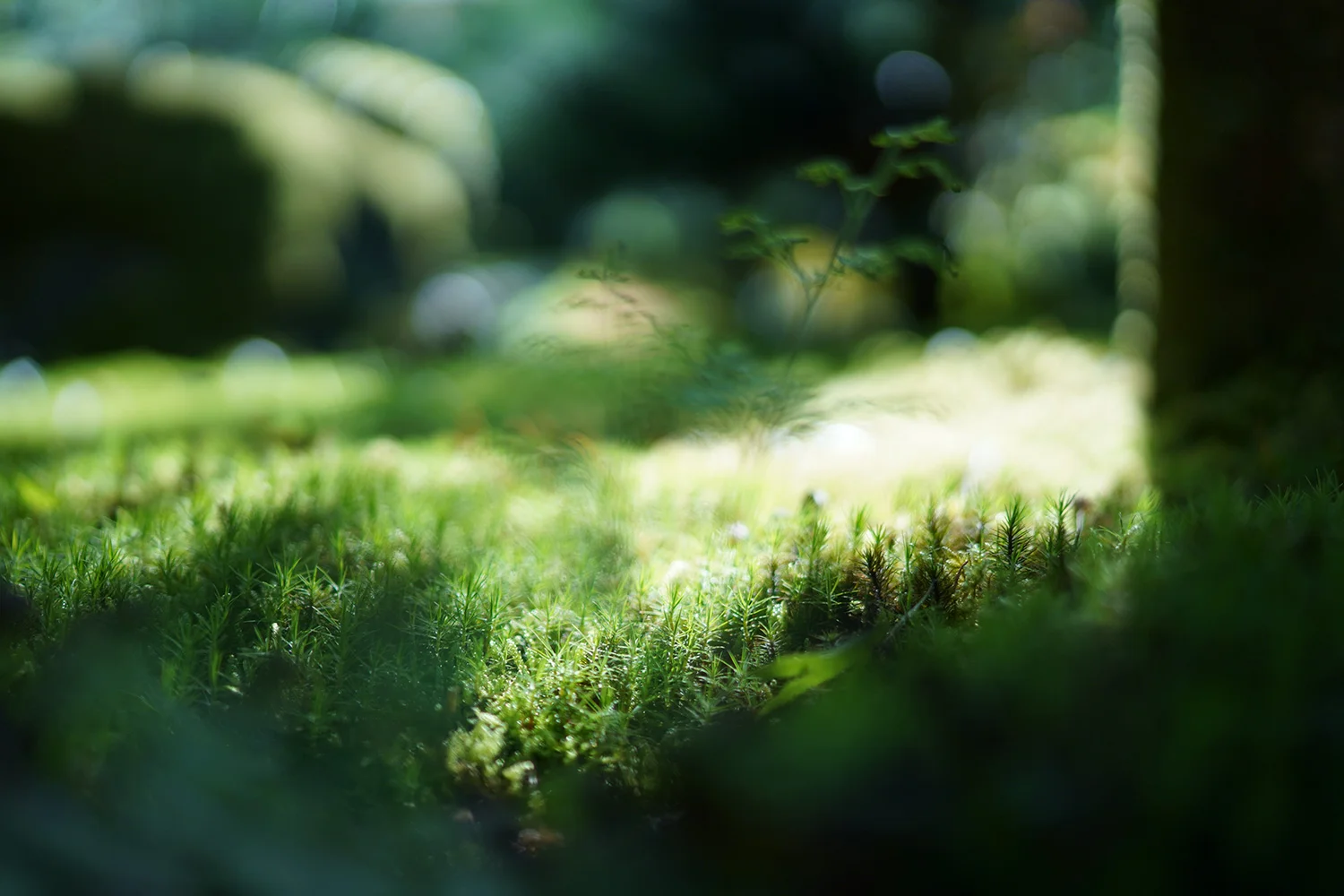 forest-floor.jpg