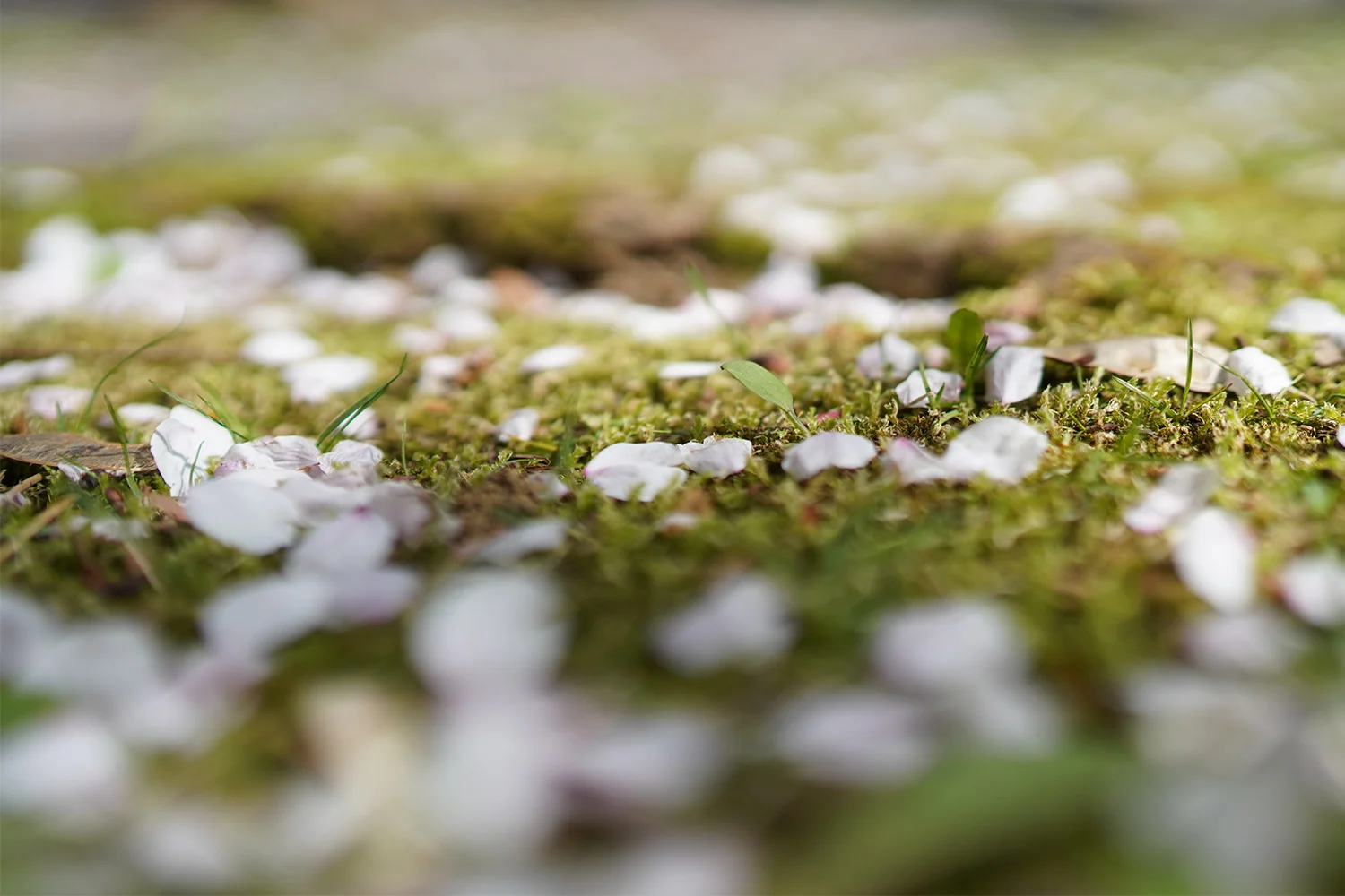 cherry-blossom-close-up-floor.jpg