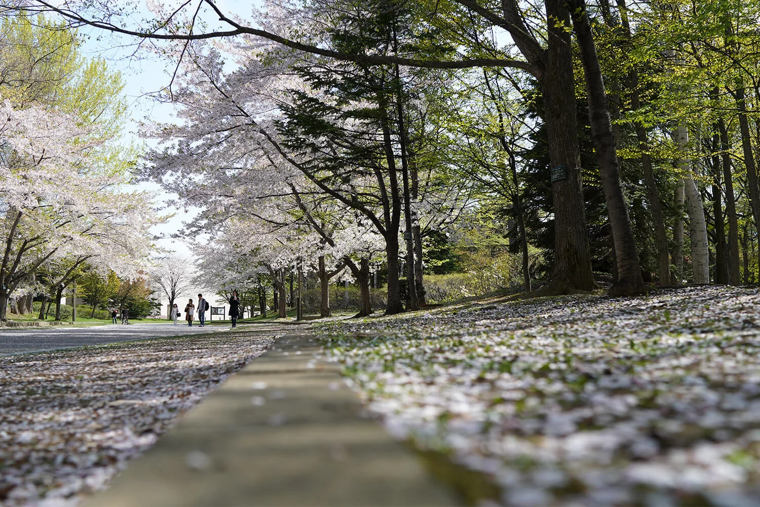 cherry-blossom-trees-floor.jpg