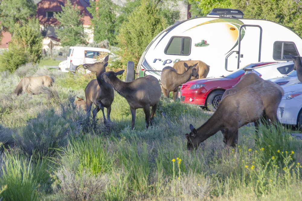 So Many Elk - 20180614_0051.jpg