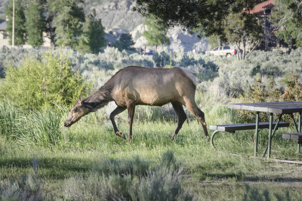 Mama elk - 20180614_0052.jpg