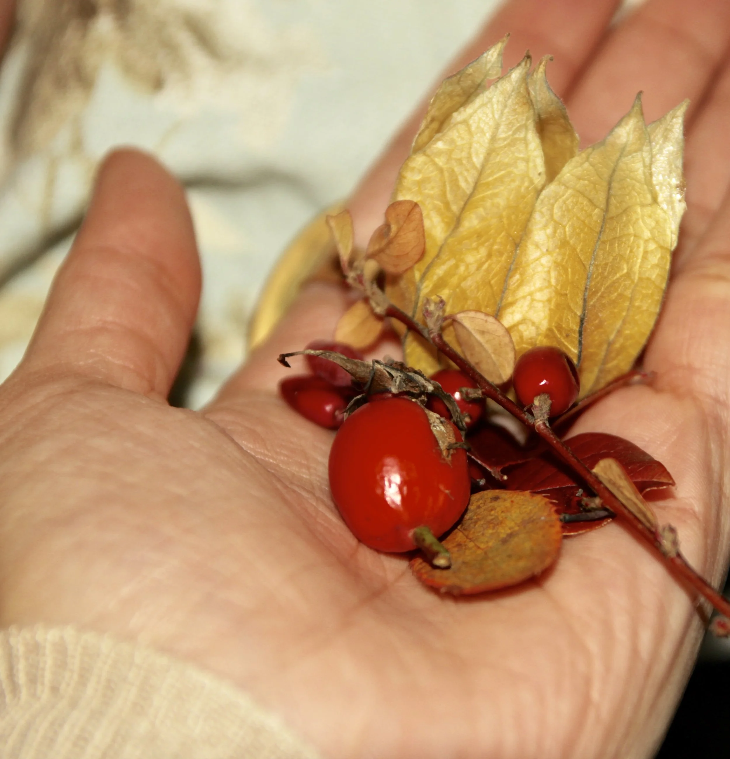 Rosehips and other berry specimens. Oslo 2017.