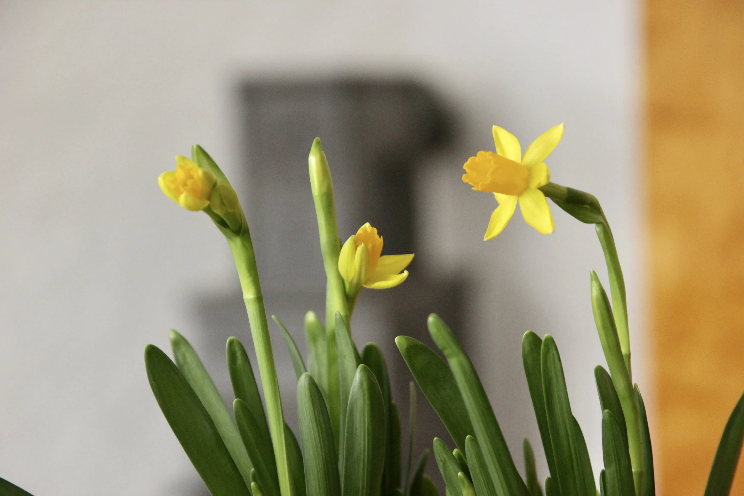Daffodils from a loving friend.