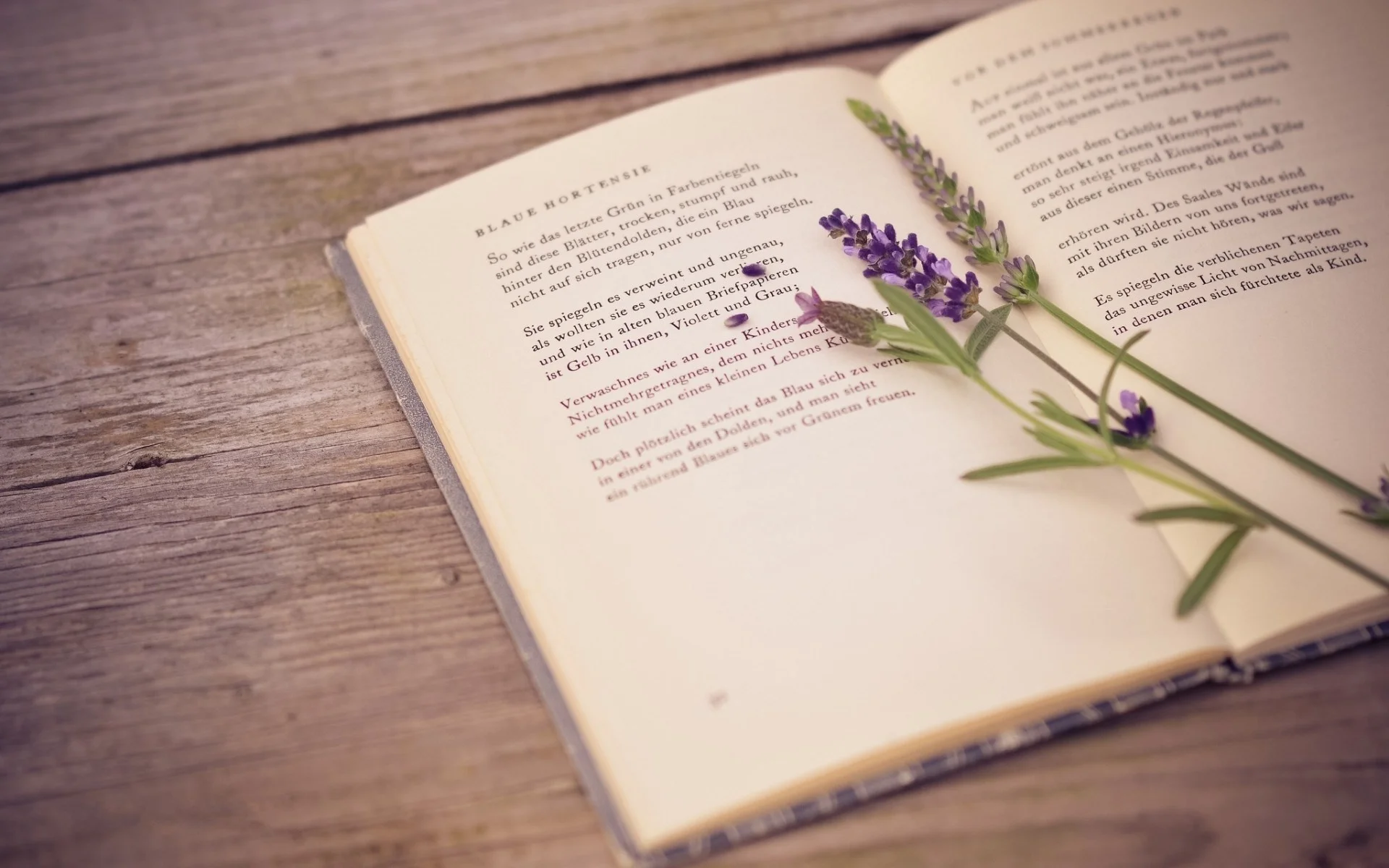 lavender and book wallpaper.jpg