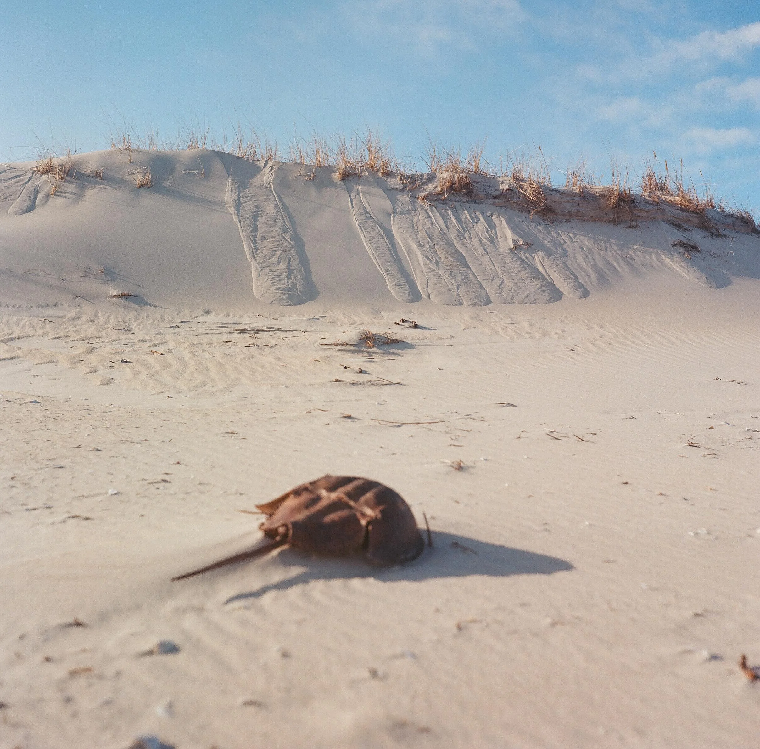 Assateague_Film-131.jpg