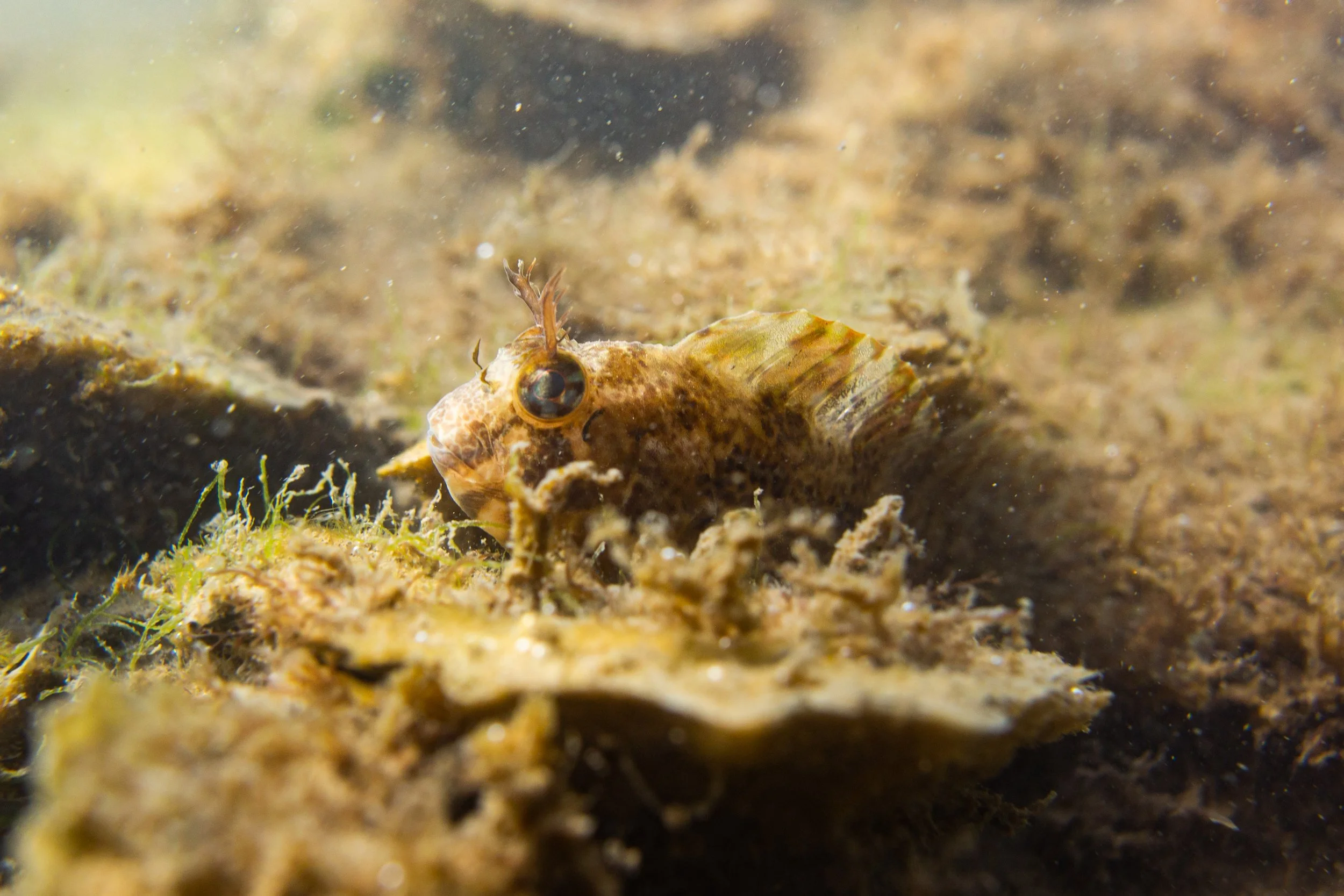 Summer_Feather Blenny on an Oyster Reef by Zachary Garmoe.jpg