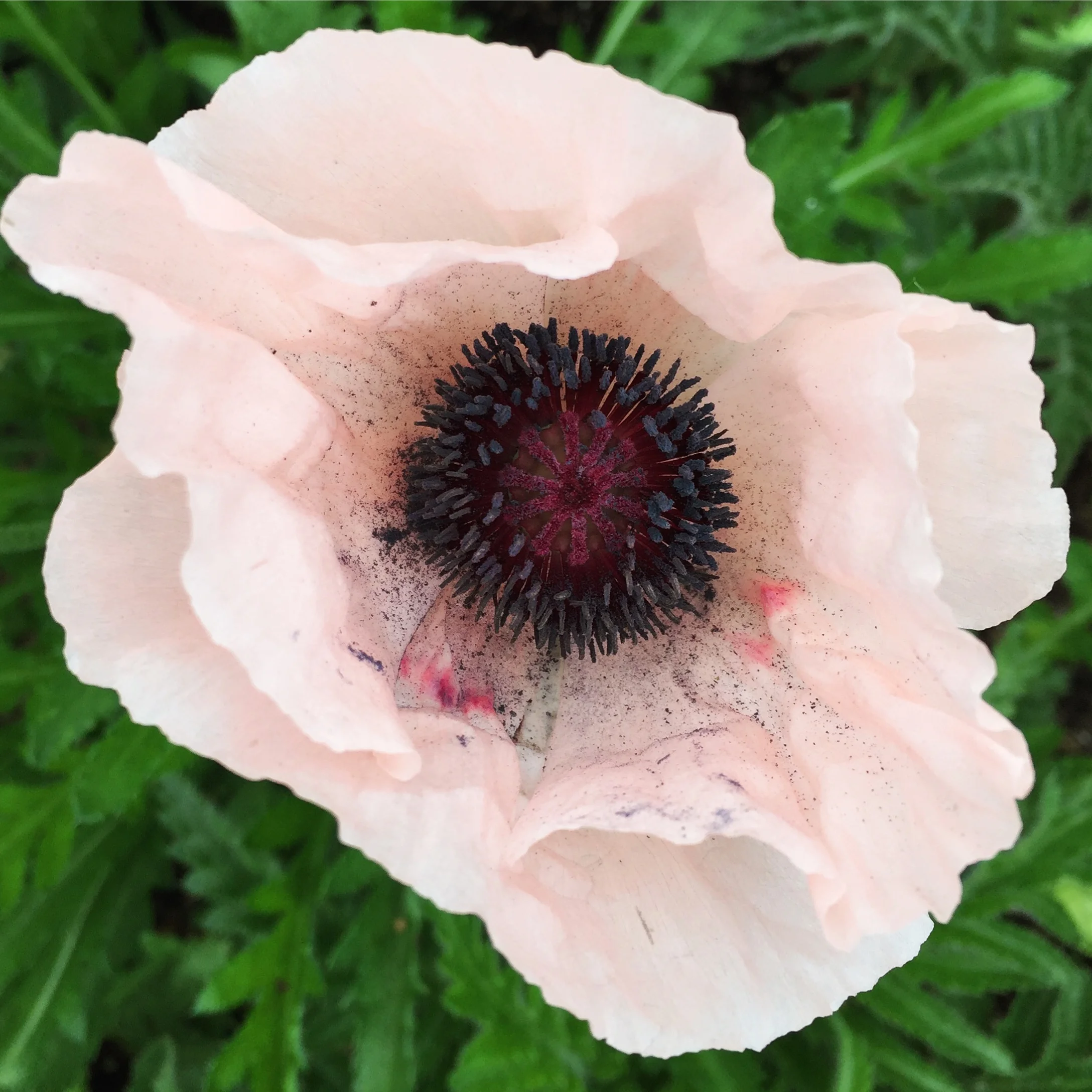 Seattle, WA - June 2017